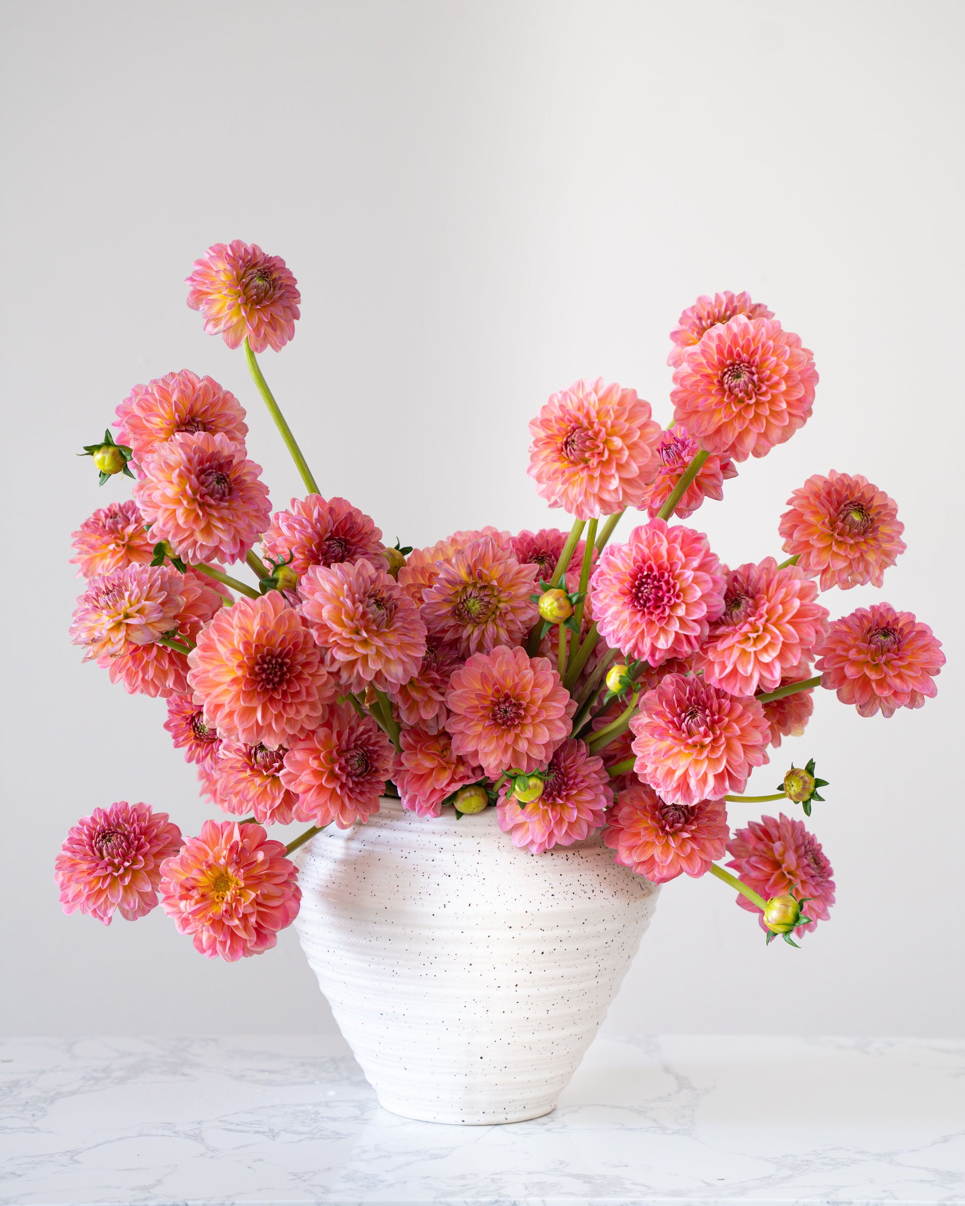 Dahlias Love